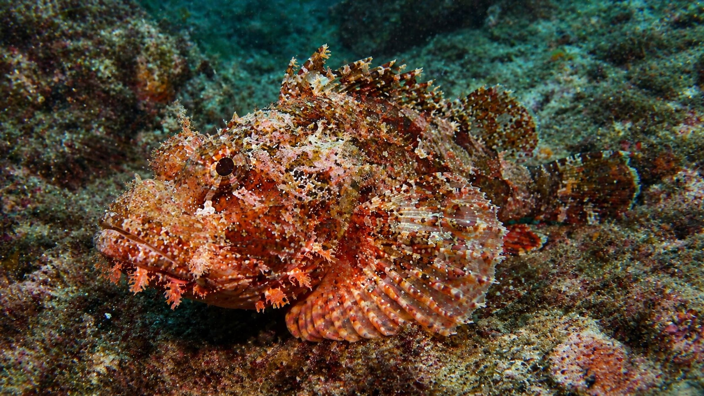 Gili Islands Marine Life & Wildlife Guide