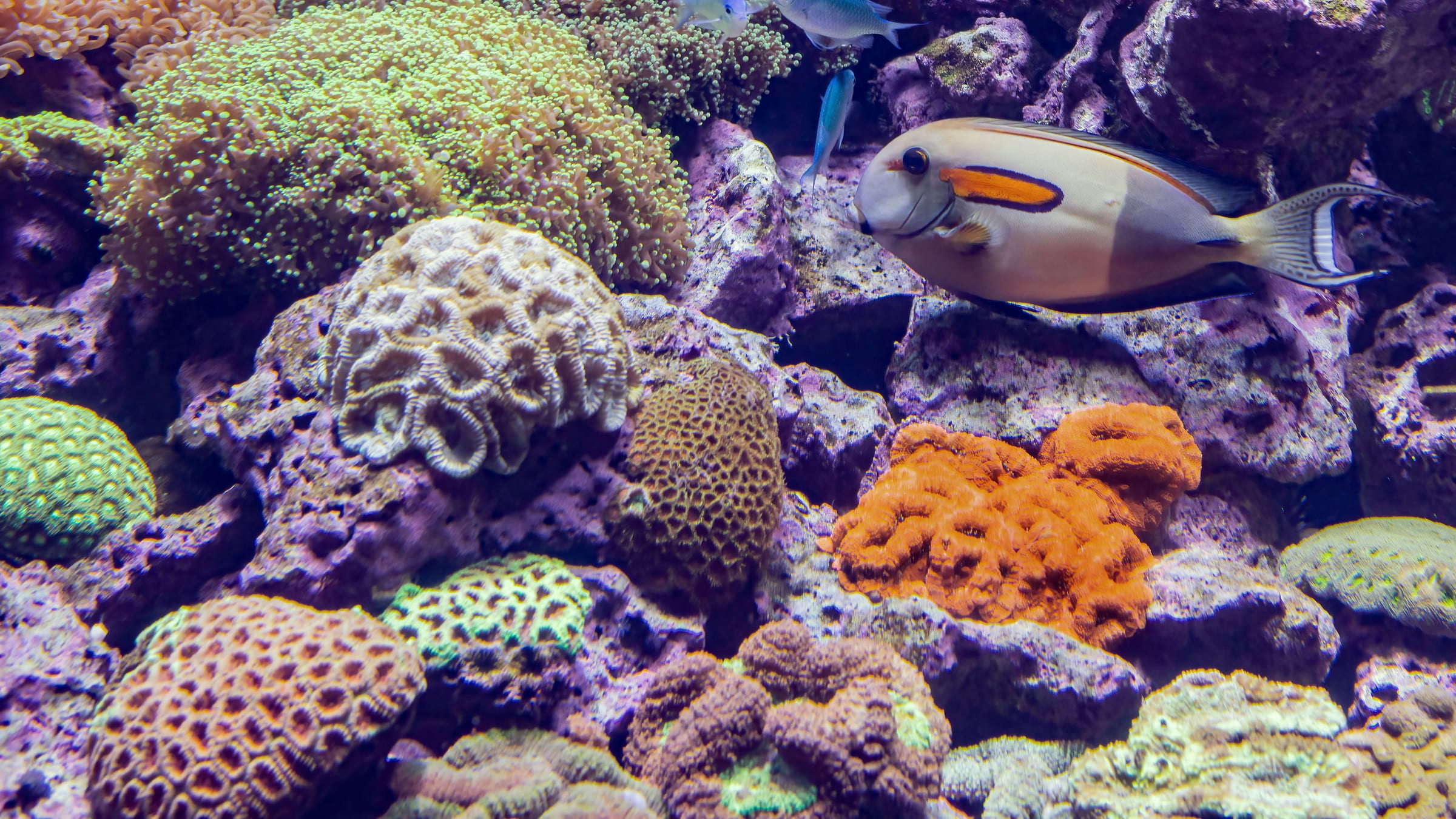 Salt Water Fish Examples Where To See Saltwater Fishes While Diving | DiveJourney