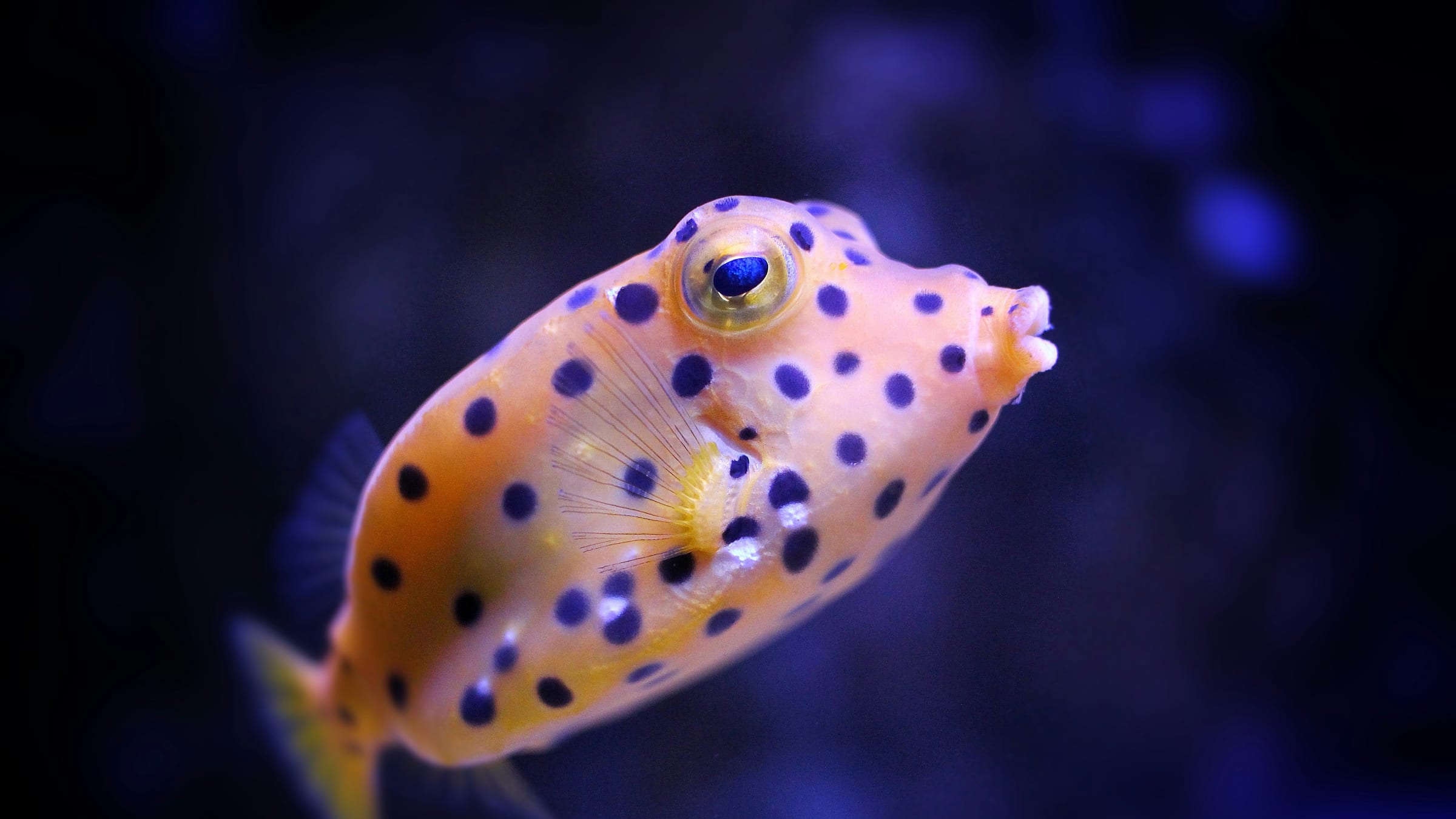 Where to See Boxfish While Diving | DiveJourney