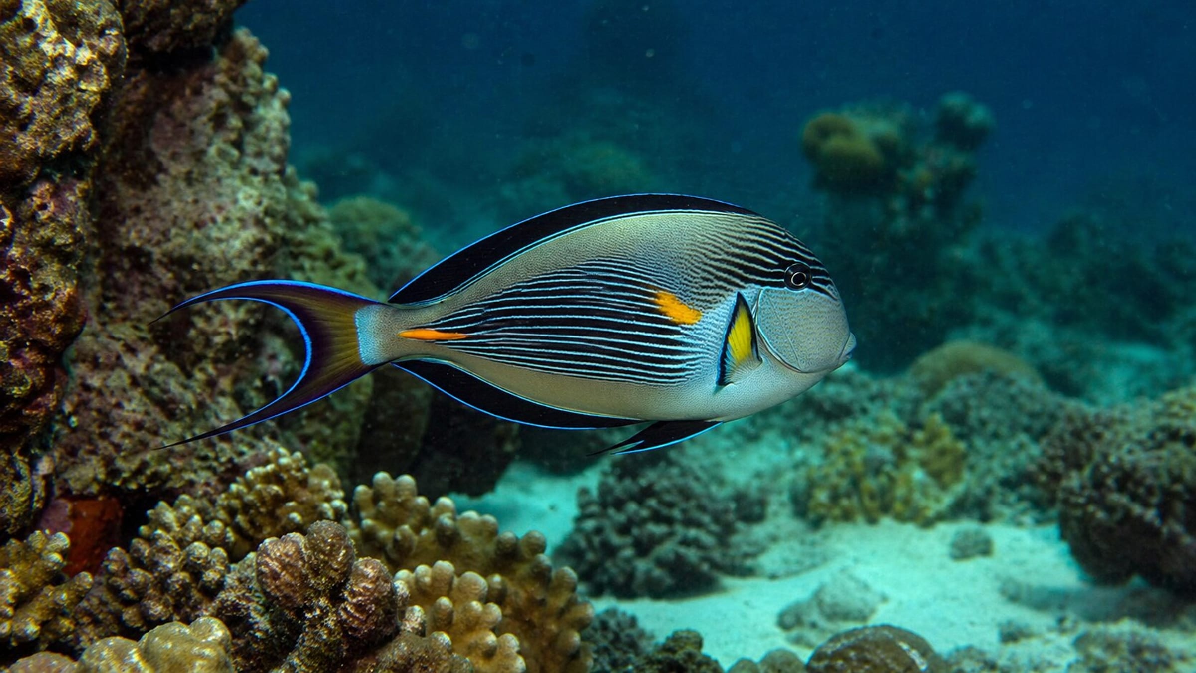 Surgeryfish Where to See Surgeonfish While Diving | DiveJourney