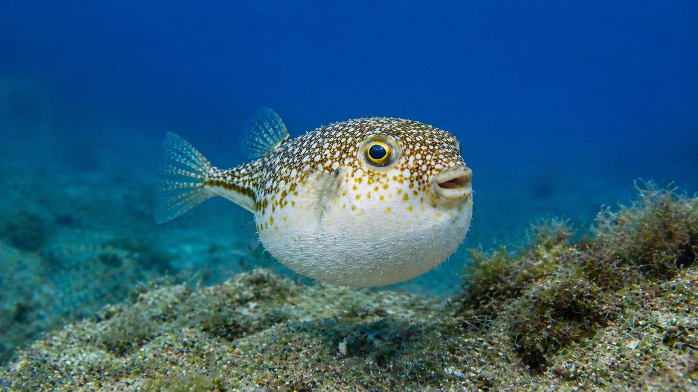 殘影Gili Gili Islands Marine Life & Wildlife Guide