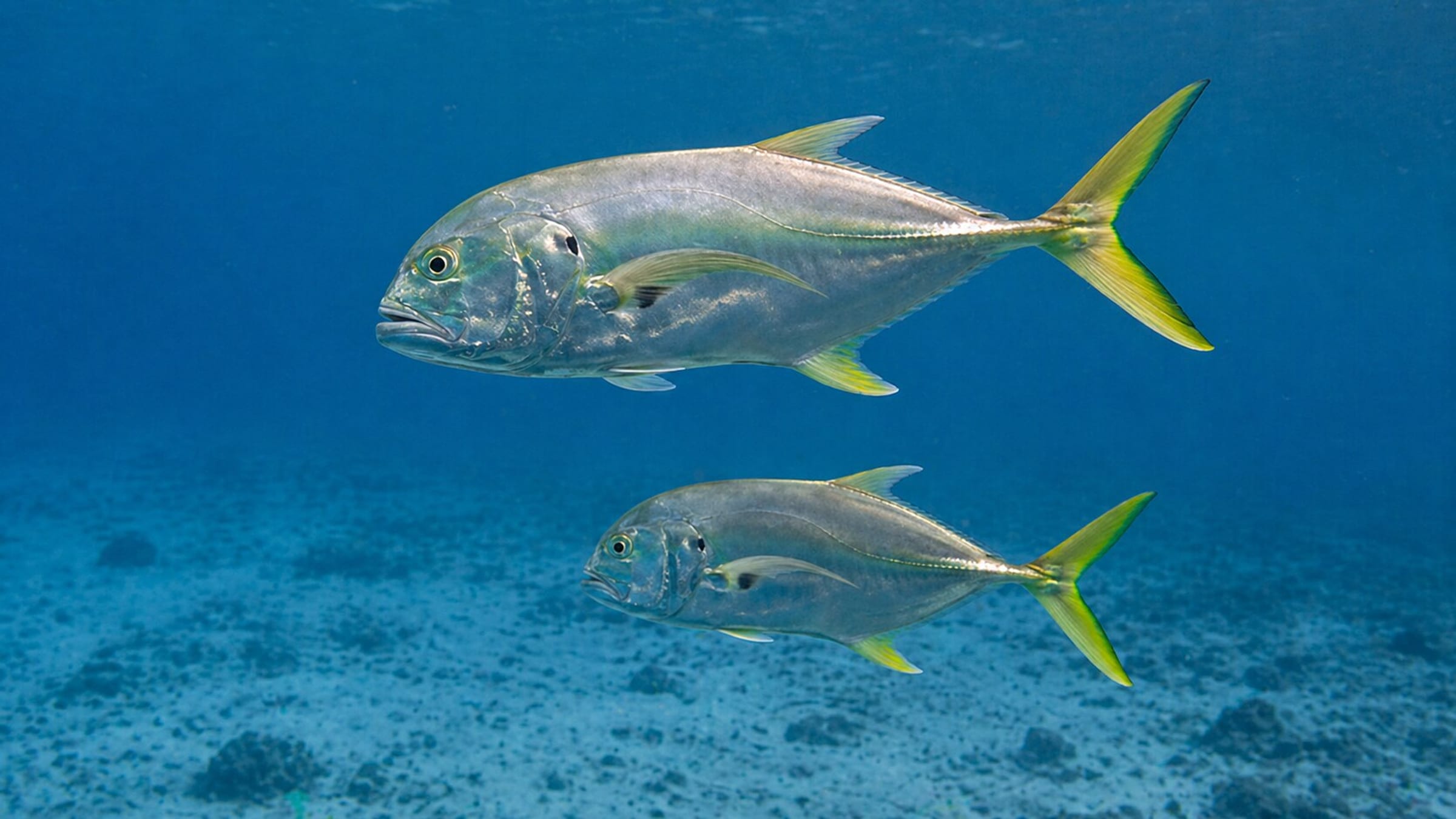 Gili Islands Marine Life & Wildlife Guide