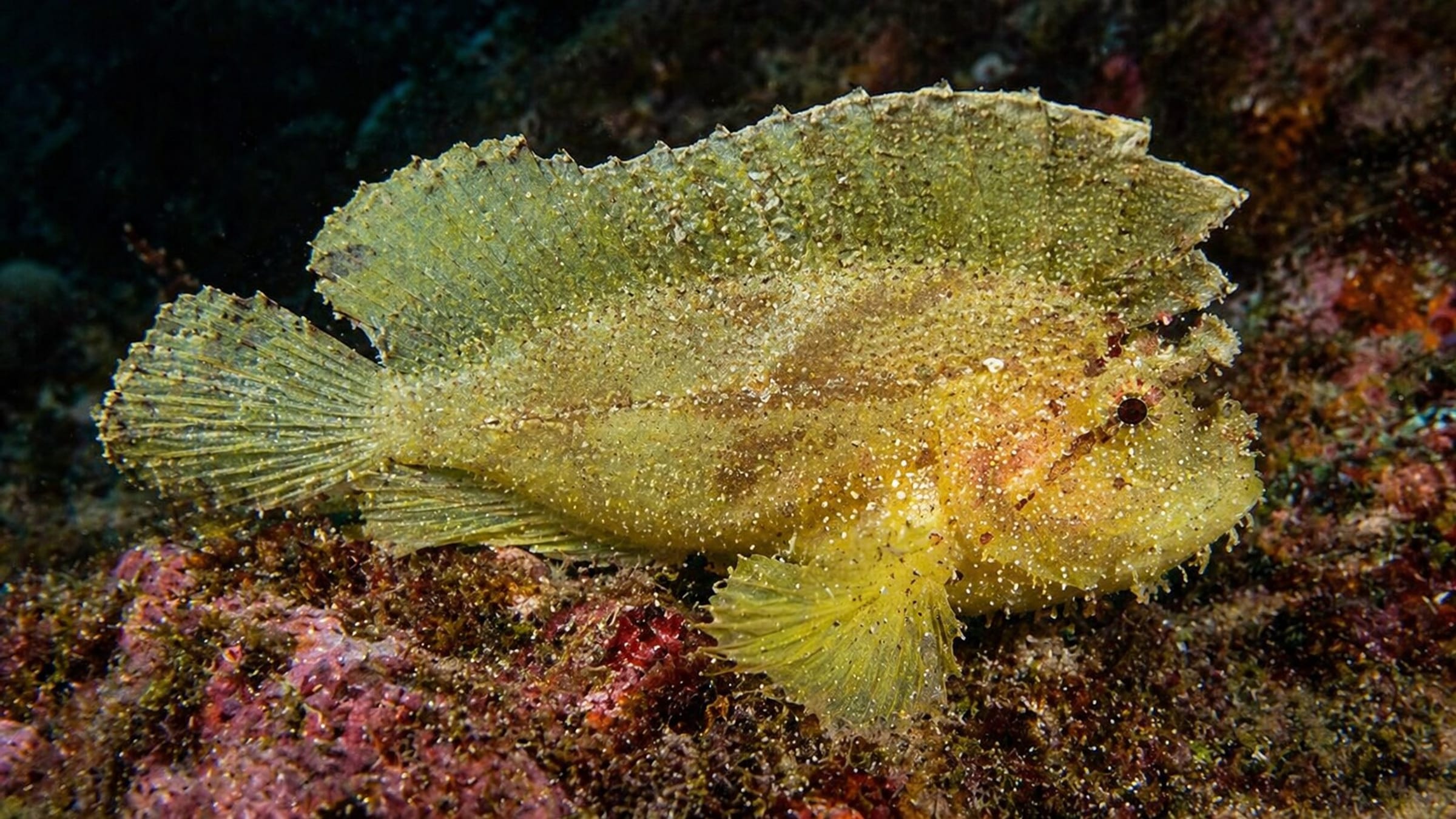 Gili Islands Marine Life & Wildlife Guide