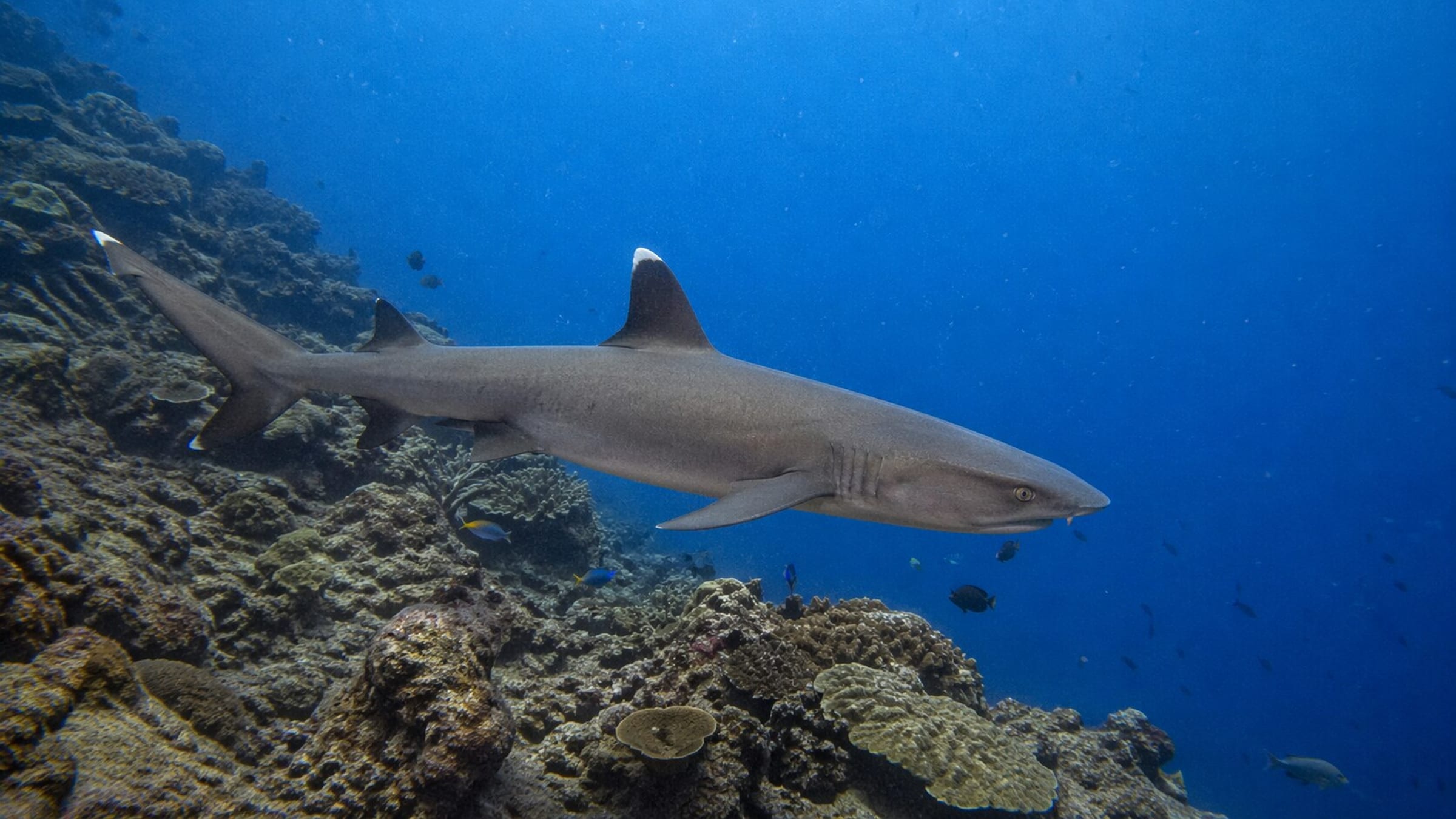 Gili Islands Marine Life & Wildlife Guide