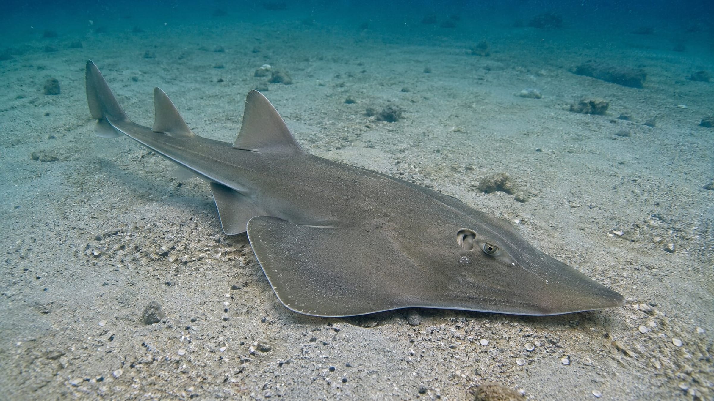 Where To See Guitarfish While Diving DiveJourney where-to-see-guitarfish-while-diving-divejourney