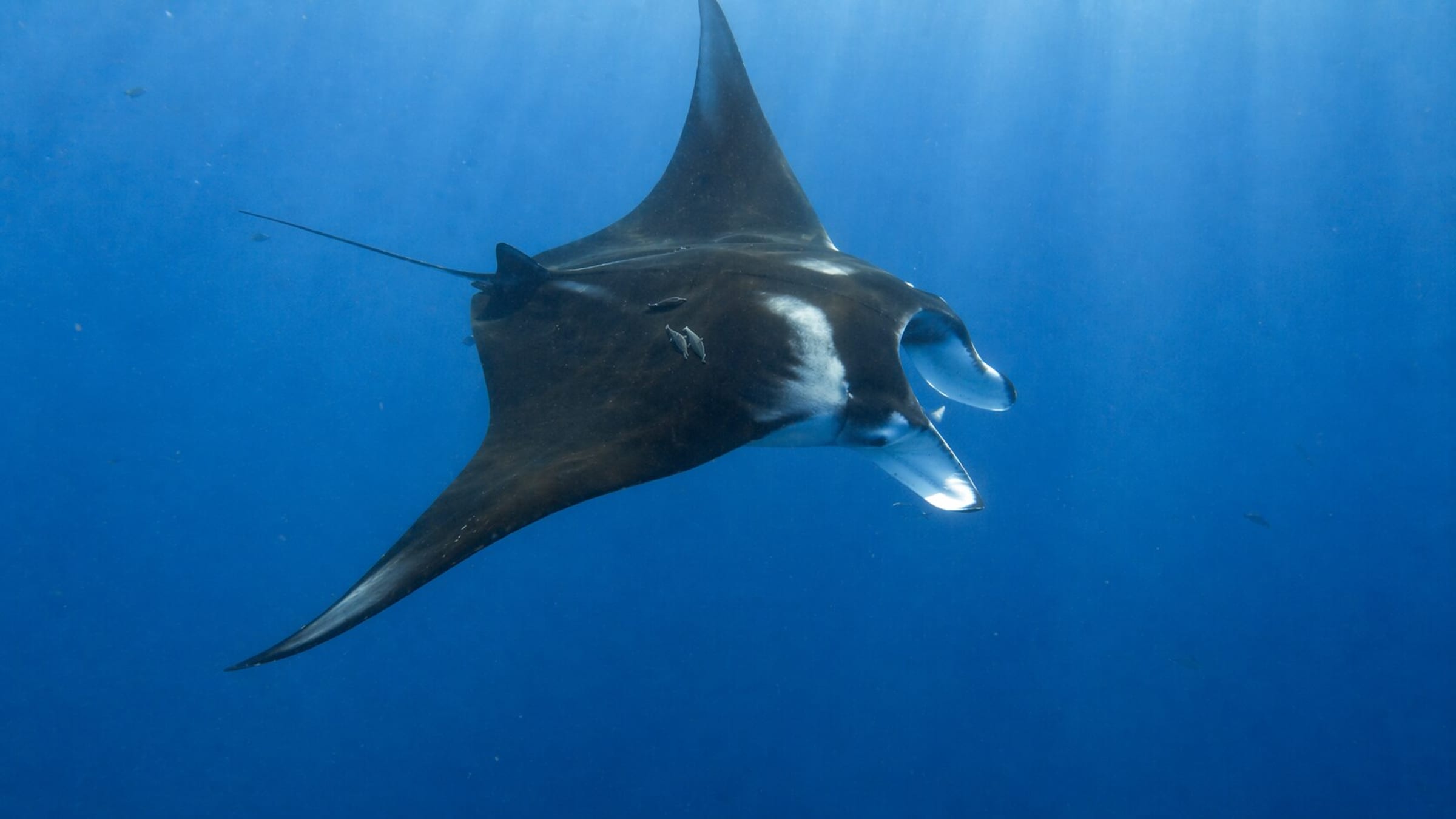 Mantarryas Dónde ver la mantarraya oceánica gigante al bucear | DiveJourney